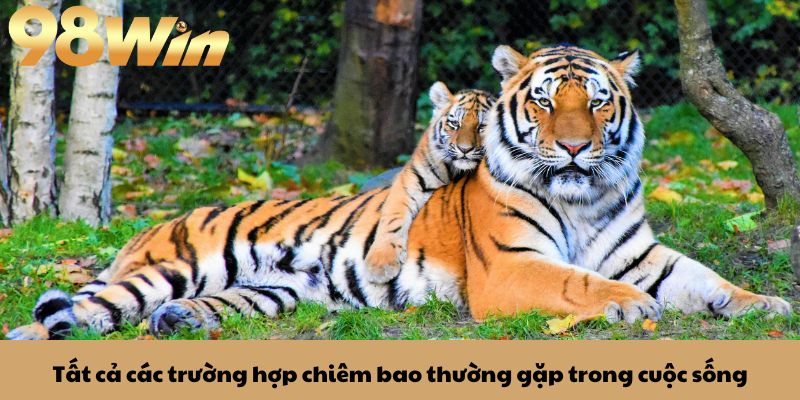 Mơ Thấy Hổ: Ý Nghĩa Và Lựa Chọn Con Số Phù Hợp 2 Tất cả các trường hợp chiêm bao thường gặp trong cuộc sống